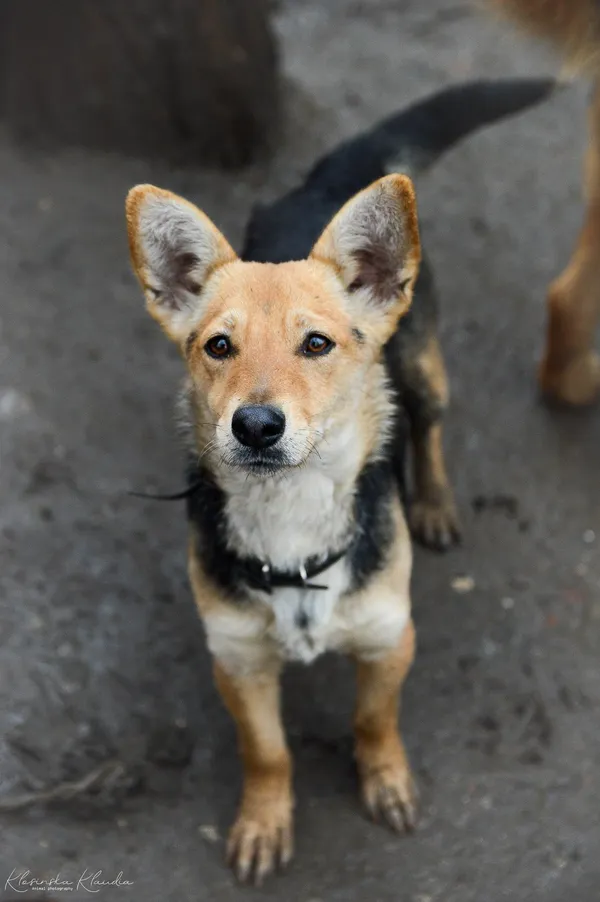 Oddam psa, Janki, 15 lutego 2026 (5/5)