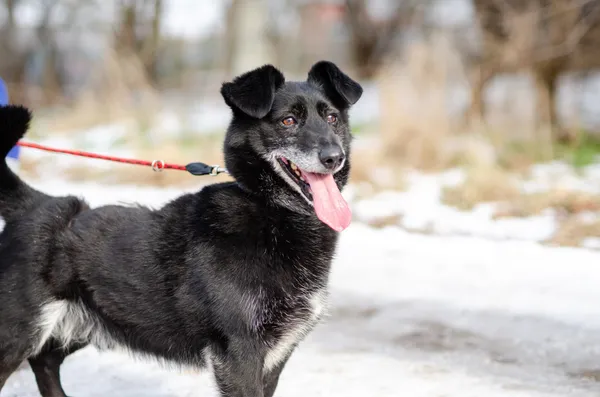 Oddam psa, województwo mazowieckie, Dąbrówka Szlachecka, 15 lutego 2026 (2/4)