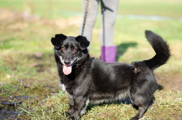 Oddam psa, województwo mazowieckie, Dąbrówka Szlachecka, 15 lutego 2026 (4/4)