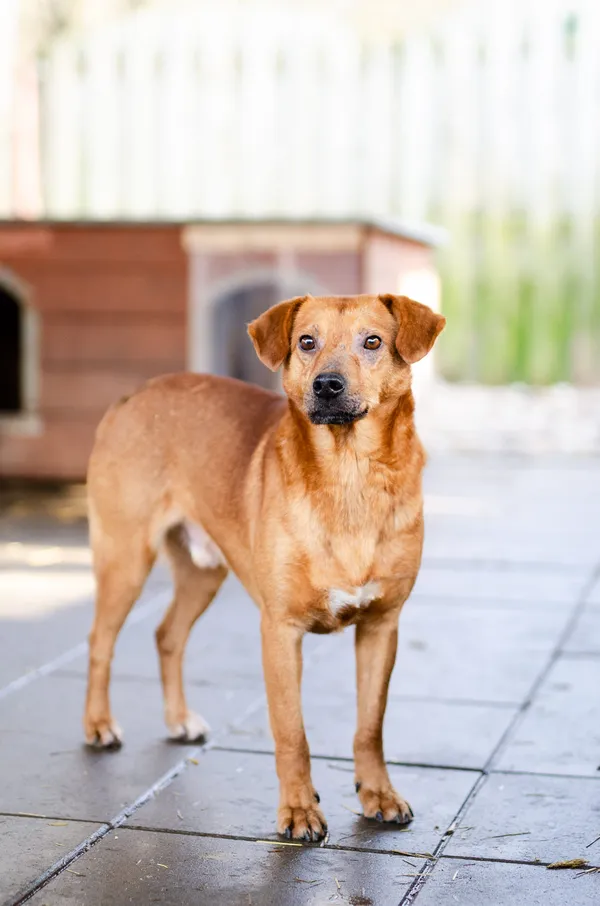 Oddam psa, Warszawa, Sady Żoliborskie, 15 lutego 2026 (3/4)