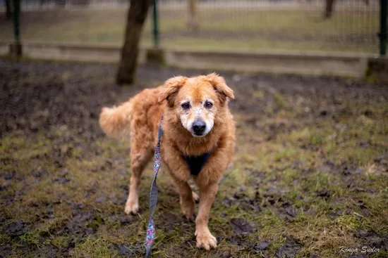 Pies do adopcji, Kraków, 31 stycznia 2026 (1/3)