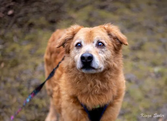 Pies do adopcji, Kraków, 31 stycznia 2026 (2/3)