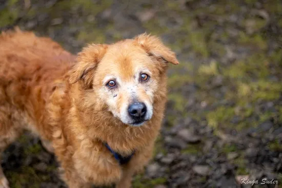 Pies do adopcji, Kraków, 31 stycznia 2026 (3/3)