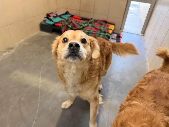 Pies do adopcji, Kraków, 31 stycznia 2026