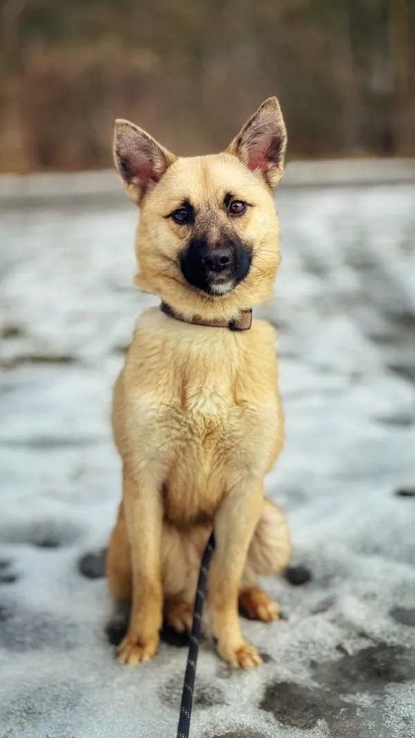 Pies do adopcji, Dłużyna Górna, 14 lutego 2026 (2/5)