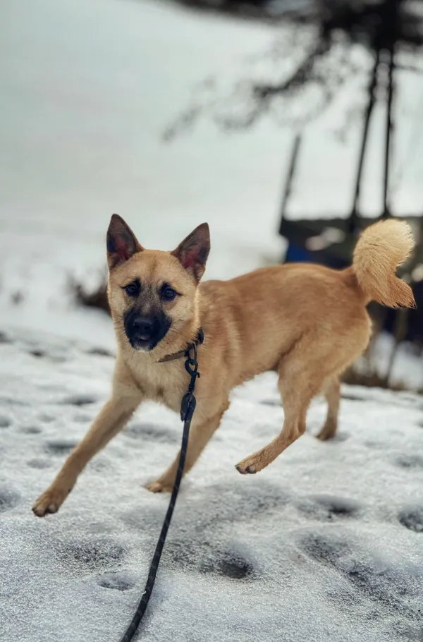 Pies do adopcji, Dłużyna Górna, 14 lutego 2026 (3/5)