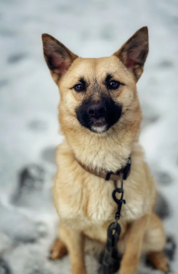 Pies do adopcji, Dłużyna Górna, 14 lutego 2026 (4/5)