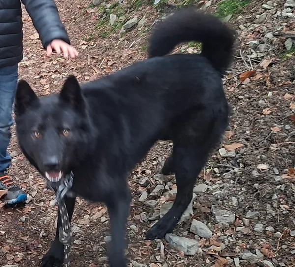 Zaginął pies, Łodygowice, 15 lutego 2026