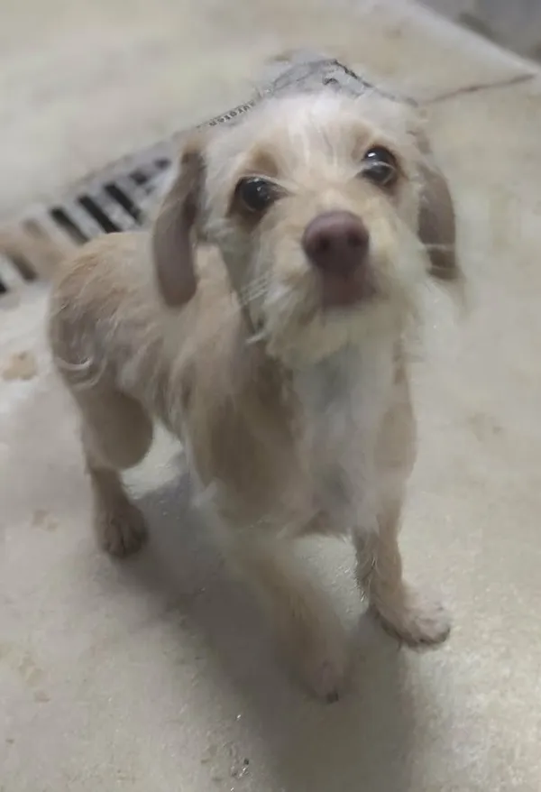 Znaleziono psa, Lublin, 14 lutego 2026