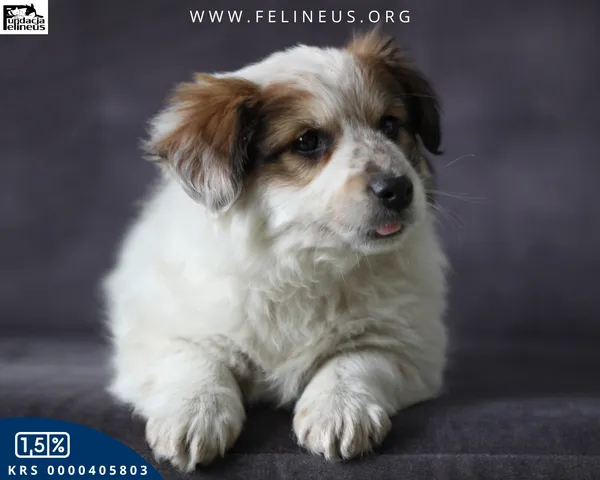 Pies do adopcji, Rzeszów, 15 lutego 2026 (2/5)