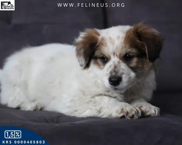 Pies do adopcji, Rzeszów, 15 lutego 2026 (3/5)