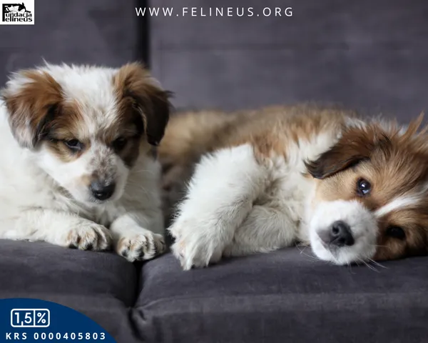 Pies do adopcji, Rzeszów, 15 lutego 2026 (5/5)