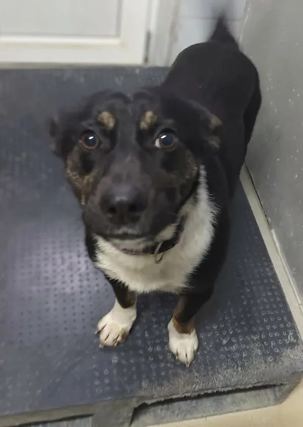 Znaleziono psa, Lublin, 14 lutego 2026