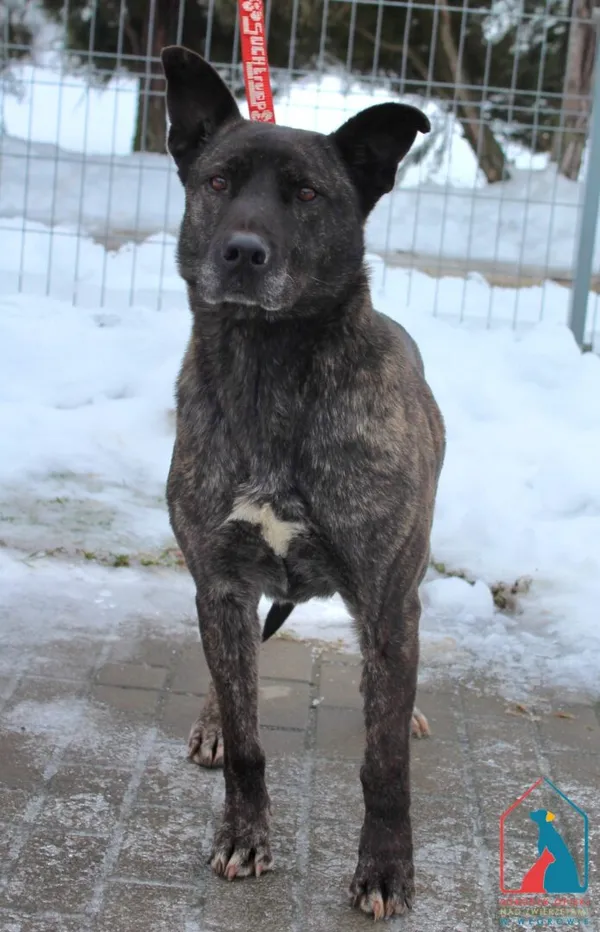 Pies do adopcji, Grudziądz, 16 stycznia 2026