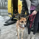 Pies do adopcji