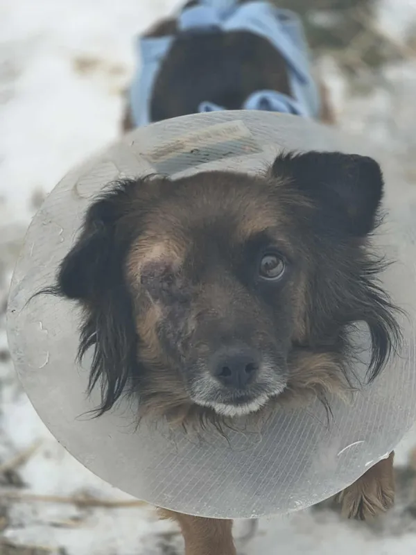 Pies do adopcji, Zgierz, 27 stycznia 2026 (2/5)