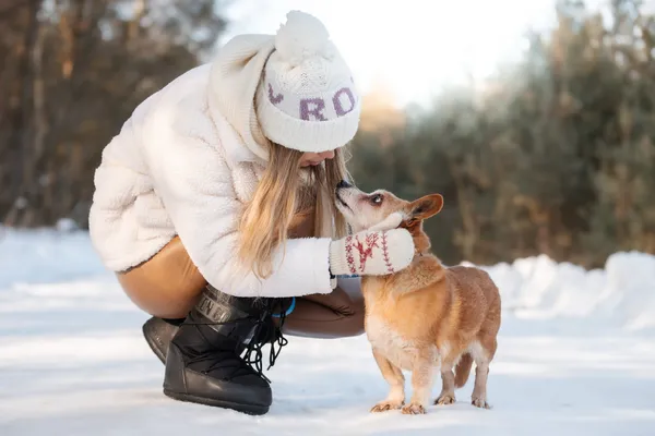 Pies do adopcji, Nowodwór, 15 lutego 2026 (1/3)