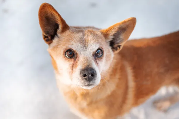 Pies do adopcji, Nowodwór, 15 lutego 2026 (2/3)