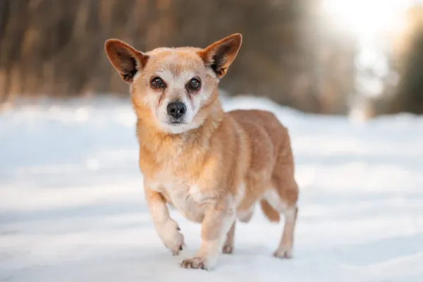 Pies do adopcji, Nowodwór, 15 lutego 2026 (3/3)