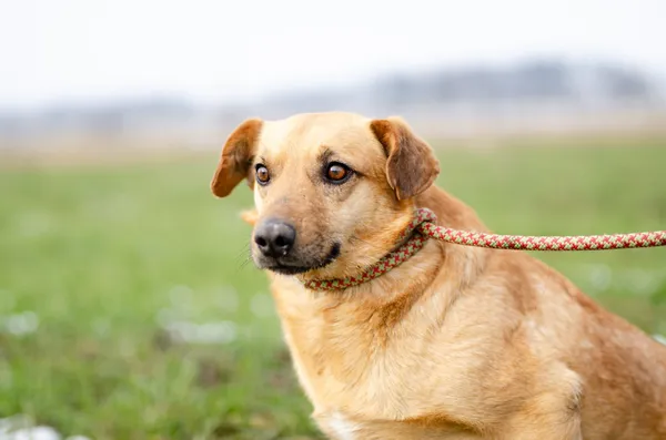 Oddam psa, Zielonki Wieś, 16 lutego 2026 (4/4)