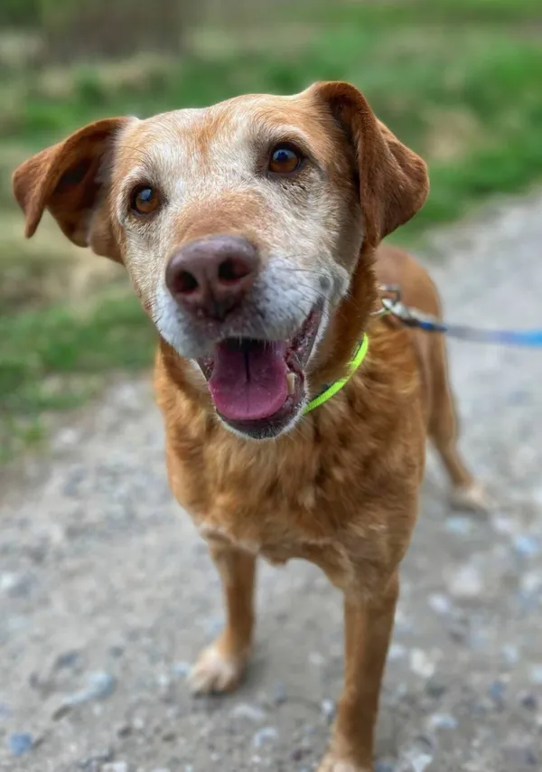 Oddam psa, Olsztyn, Osiedle Kętrzyńskiego, 16 lutego 2026 (1/4)