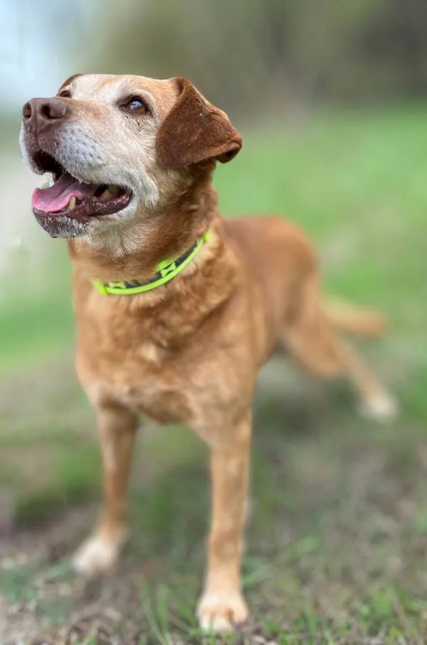 Oddam psa, Olsztyn, Osiedle Kętrzyńskiego, 16 lutego 2026 (2/4)