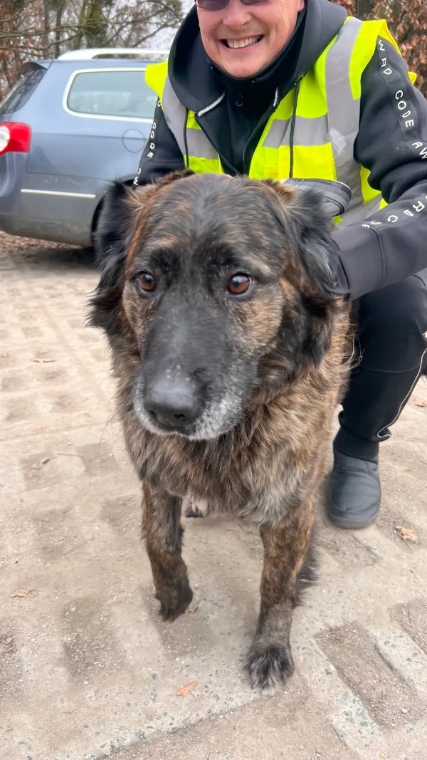 Znaleziono psa, Wrocław, Trójkąt, 16 lutego 2026 (3/3)