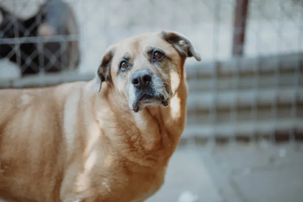 Oddam psa, Elbląg, Zdrój, 16 lutego 2026 (1/4)