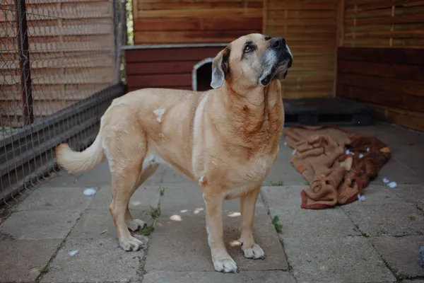 Oddam psa, Elbląg, Zdrój, 16 lutego 2026 (4/4)