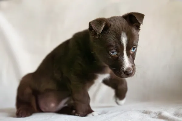 Pies do adopcji, Nowodwór, 15 lutego 2026 (1/5)