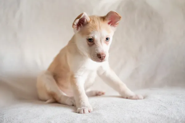 Pies do adopcji, Nowodwór, 15 lutego 2026 (3/5)