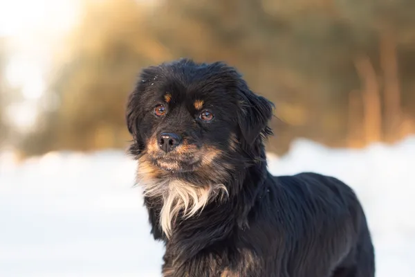 Pies do adopcji, Nowodwór, 15 lutego 2026 (2/5)