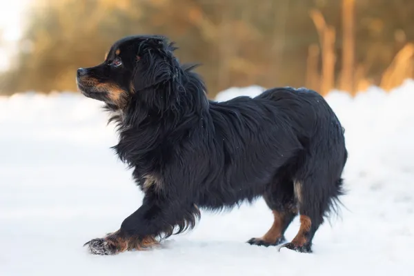 Pies do adopcji, Nowodwór, 15 lutego 2026 (5/5)