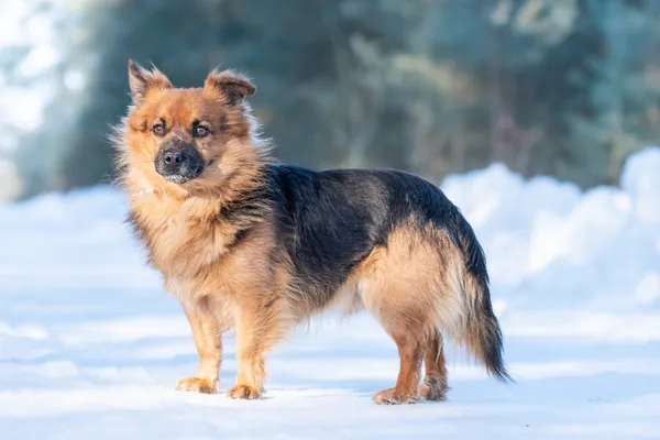 Pies do adopcji, Nowodwór, 15 lutego 2026 (3/5)