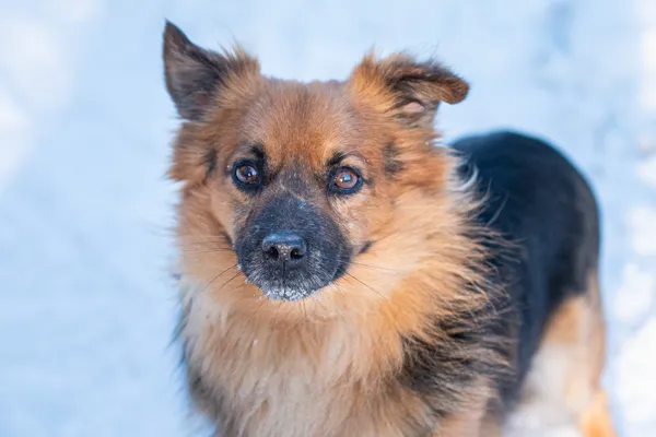 Pies do adopcji, Nowodwór, 15 lutego 2026 (4/5)