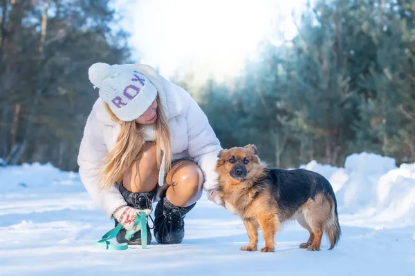 Pies do adopcji, Nowodwór, 15 lutego 2026 (5/5)