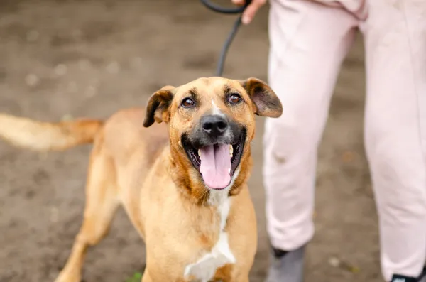 Oddam psa, Olsztyn, Grunwaldzkie, 16 lutego 2026 (3/4)