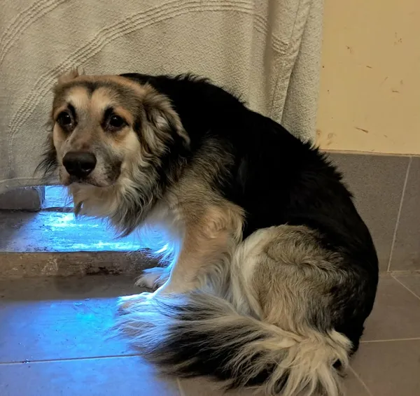 Znaleziono psa, Olsztyn, 14 lutego 2026