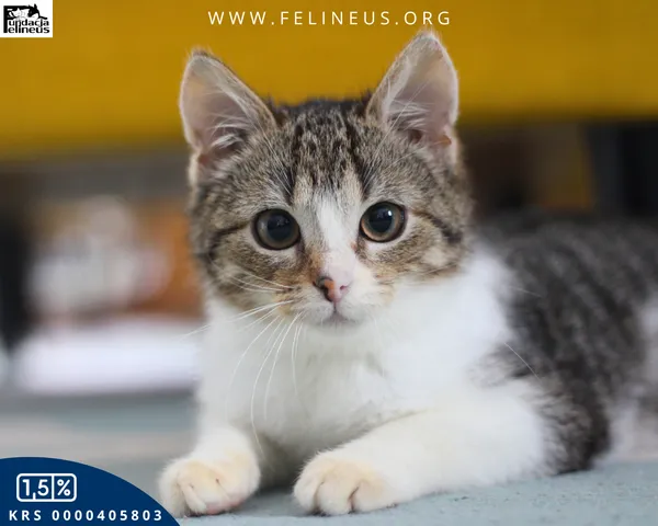 Kot do adopcji, Rzeszów, 16 lutego 2026 (1/4)