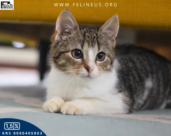 Kot do adopcji, Rzeszów, 16 lutego 2026 (4/4)