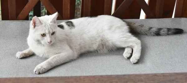 Zaginął kot, Bielsko-Biała, Mikuszowice Krakowskie, 16 lutego 2026 (2/3)