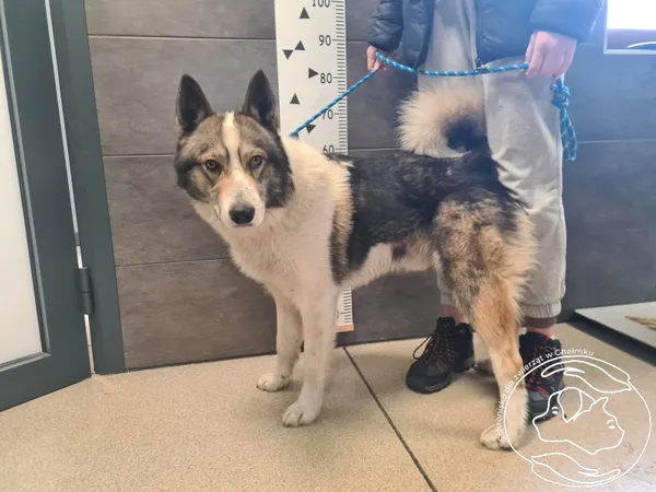 Znaleziono psa, Chełmek, 16 lutego 2026