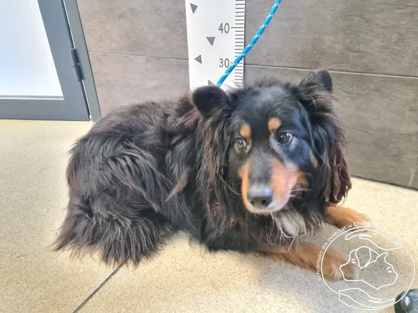 Znaleziono psa, Chełmek, 15 lutego 2026