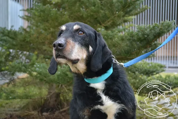 Pies do adopcji, Chełmek, 13 stycznia 2026