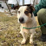 Pies do adopcji