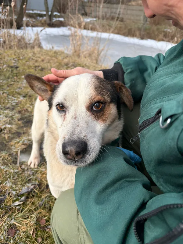 Pies do adopcji, Bełchatów, 21 stycznia 2026 (4/5)