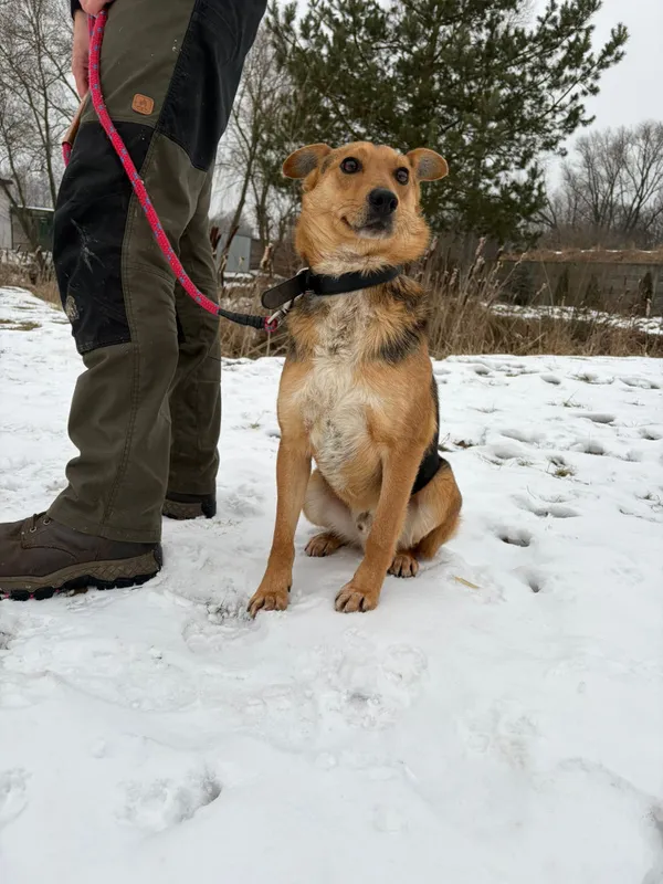 Pies do adopcji, Bełchatów, 29 grudnia 2025 (1/4)