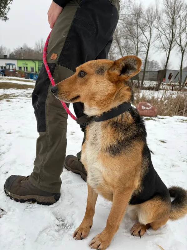 Pies do adopcji, Bełchatów, 29 grudnia 2025 (2/4)