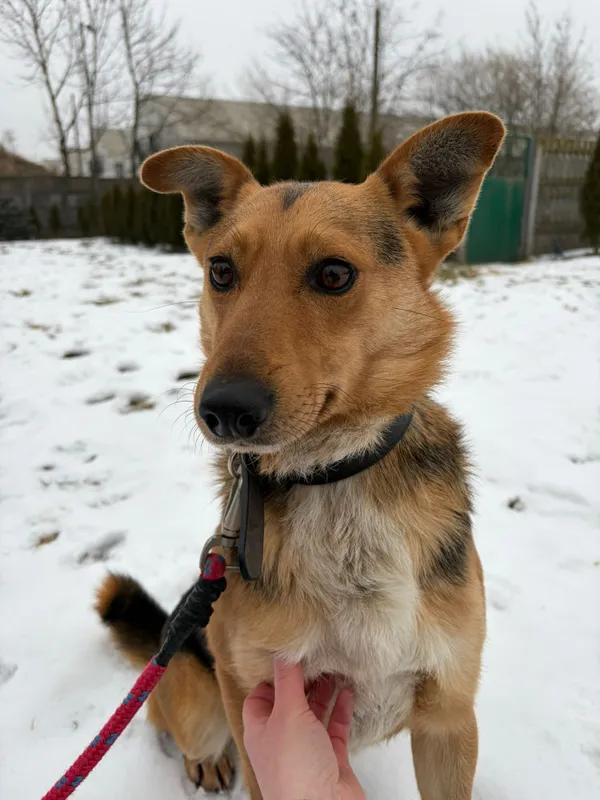 Pies do adopcji, Bełchatów, 29 grudnia 2025 (3/4)