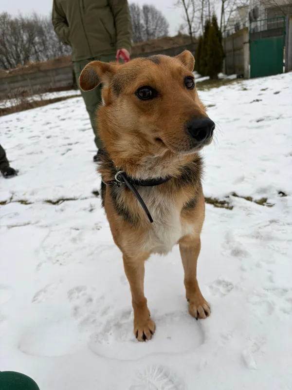 Pies do adopcji, Bełchatów, 29 grudnia 2025 (4/4)